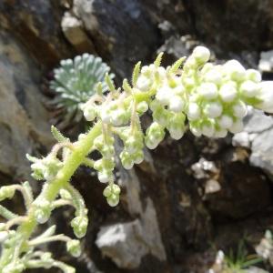 Photographie n°2276334 du taxon Saxifraga longifolia Lapeyr. [1801]