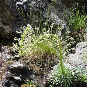 Photographie n°2276337 du taxon Saxifraga longifolia Lapeyr. [1801]