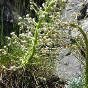 Photographie n°2276349 du taxon Saxifraga longifolia Lapeyr. [1801]