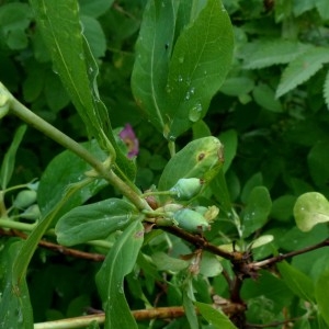 Photographie n°2276353 du taxon Lonicera caerulea L. [1753]