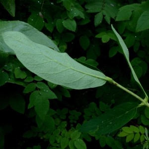 Photographie n°2276354 du taxon Lonicera caerulea L. [1753]