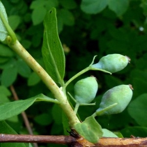 Photographie n°2276355 du taxon Lonicera caerulea L. [1753]