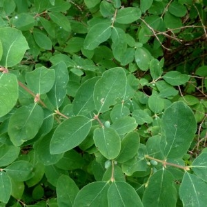 Photographie n°2276357 du taxon Lonicera caerulea L. [1753]