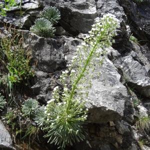 Photographie n°2276360 du taxon Saxifraga longifolia Lapeyr. [1801]