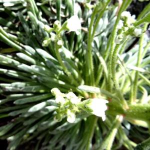 Photographie n°2276361 du taxon Saxifraga longifolia Lapeyr. [1801]