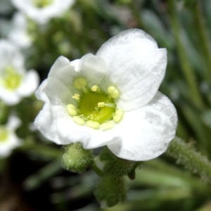 Photographie n°2276363 du taxon Saxifraga longifolia Lapeyr. [1801]