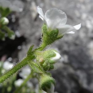 Photographie n°2276365 du taxon Saxifraga longifolia Lapeyr. [1801]