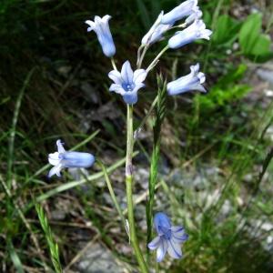 Photographie n°2276374 du taxon Brimeura amethystina (L.) Chouard [1930]