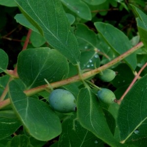 Photographie n°2276379 du taxon Lonicera caerulea L. [1753]