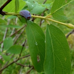 Photographie n°2276383 du taxon Lonicera caerulea L. [1753]