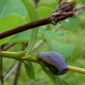 Photographie n°2276384 du taxon Lonicera caerulea L. [1753]