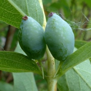 Photographie n°2276389 du taxon Lonicera caerulea L. [1753]