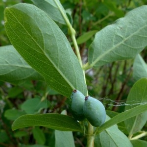 Photographie n°2276390 du taxon Lonicera caerulea L. [1753]