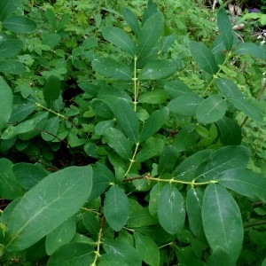 Photographie n°2276392 du taxon Lonicera caerulea L. [1753]