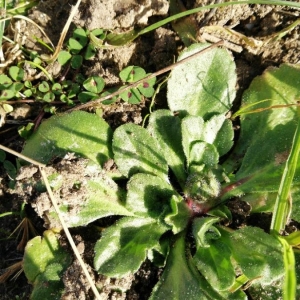 Photographie n°2276413 du taxon Bellis perennis L. [1753]