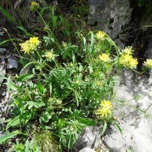 Photographie n°2276441 du taxon Anthyllis vulneraria L. [1753]