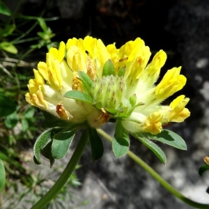 Photographie n°2276442 du taxon Anthyllis vulneraria L. [1753]