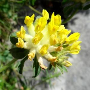 Photographie n°2276446 du taxon Anthyllis vulneraria L. [1753]