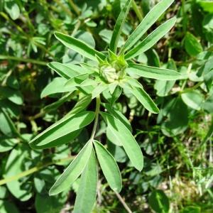 Photographie n°2276447 du taxon Anthyllis vulneraria L. [1753]