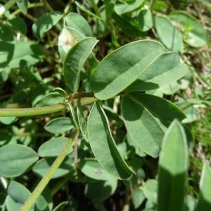 Photographie n°2276448 du taxon Anthyllis vulneraria L. [1753]