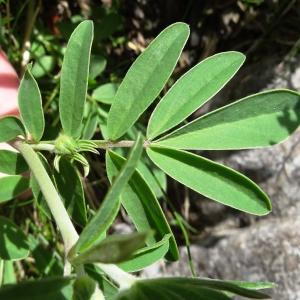 Photographie n°2276449 du taxon Anthyllis vulneraria L. [1753]