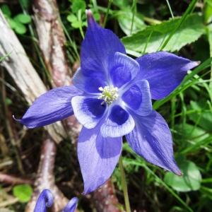 Photographie n°2276466 du taxon Aquilegia vulgaris L. [1753]