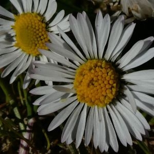 Photographie n°2276488 du taxon Bellis perennis L. [1753]