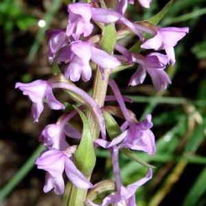 Photographie n°2276490 du taxon Gymnadenia conopsea (L.) R.Br. [1813]