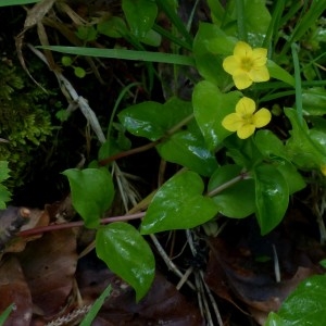 Photographie n°2276516 du taxon Lysimachia nemorum L. [1753]