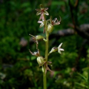 Photographie n°2276527 du taxon Listera cordata (L.) R.Br. [1813]