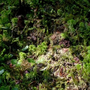 Photographie n°2276530 du taxon Listera cordata (L.) R.Br. [1813]