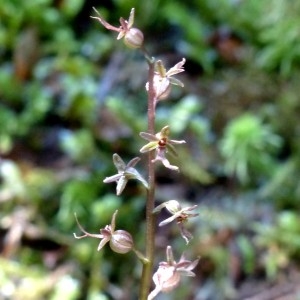 Photographie n°2276531 du taxon Listera cordata (L.) R.Br. [1813]