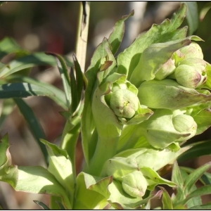 Photographie n°2276536 du taxon Helleborus foetidus L. [1753]