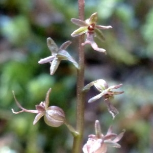 Photographie n°2276537 du taxon Listera cordata (L.) R.Br. [1813]