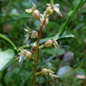 Photographie n°2276539 du taxon Listera cordata (L.) R.Br. [1813]