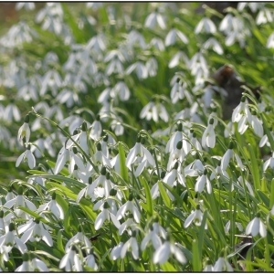 Photographie n°2276556 du taxon Galanthus nivalis L. [1753]
