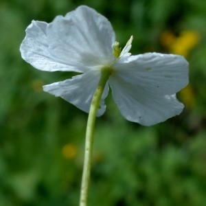 Photographie n°2276574 du taxon Ranunculus platanifolius L. [1767]