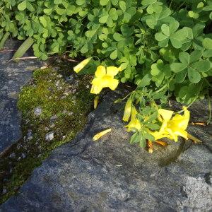 Photographie n°2276578 du taxon Oxalis pes-caprae L. [1753]