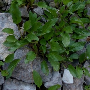 Photographie n°2276617 du taxon Valeriana montana L.