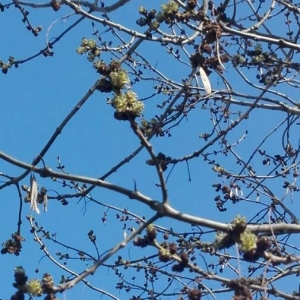 Photographie n°2276661 du taxon Fraxinus americana L. [1753]