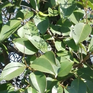 Photographie n°2276665 du taxon Ligustrum lucidum W.T.Aiton [1810]