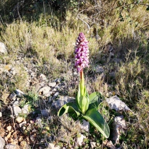 Photographie n°2276721 du taxon Himantoglossum robertianum (Loisel.) P.Delforge [1999]