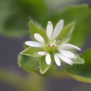 Photographie n°2276764 du taxon Stellaria media (L.) Vill.