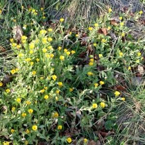 Photographie n°2276792 du taxon Calendula arvensis L. [1763]