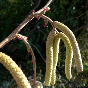 Photographie n°2276796 du taxon Corylus avellana L. [1753]