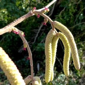 Photographie n°2276797 du taxon Corylus avellana L. [1753]