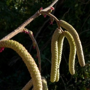 Photographie n°2276798 du taxon Corylus avellana L. [1753]