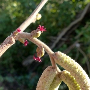 Photographie n°2276802 du taxon Corylus avellana L. [1753]