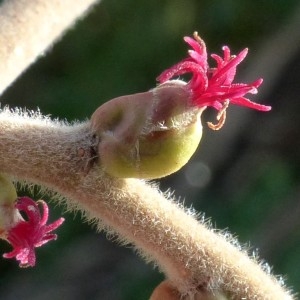 Photographie n°2276803 du taxon Corylus avellana L. [1753]