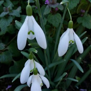 Photographie n°2276854 du taxon Galanthus nivalis L. [1753]